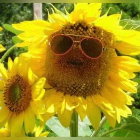 sunflowers0606
